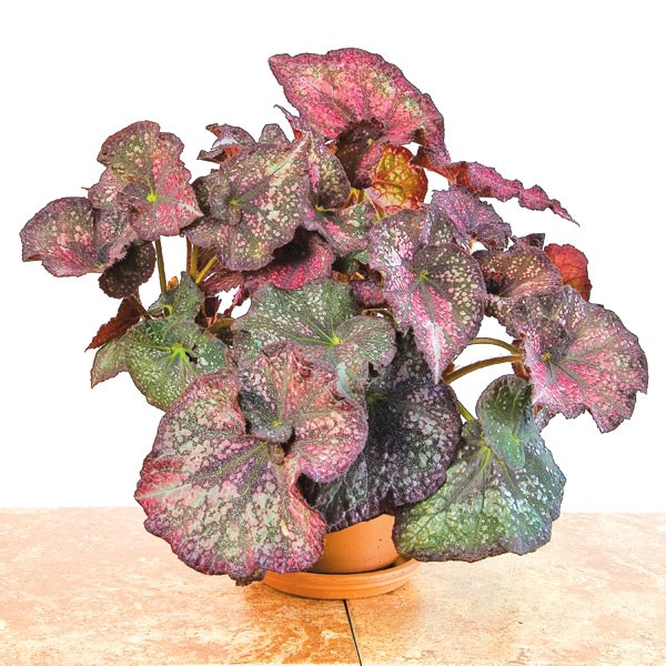 B. ‘Purple Stardust’